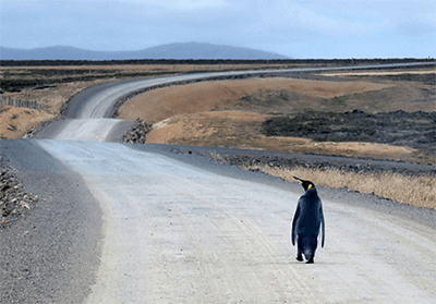 Pinguim solitário no mundo do desktop